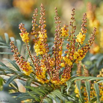 Mahonia Volcano - Chinese mahoniestruik