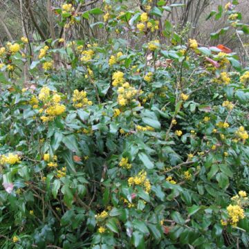 Mahonia aquifolium - Mahonie