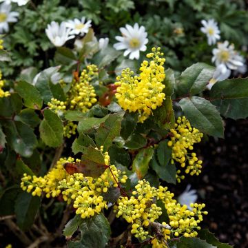 Mahonia aquifolium Apollo - Mahonie