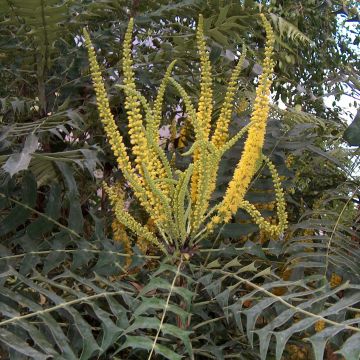 Mahonia oiwakensis lomariifolia - Mahoniestruik