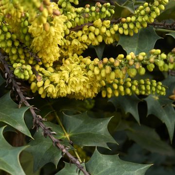 Mahonia Fireflame - Mahonie