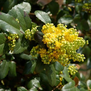 Mahonia Pinnacle - Mahonie
