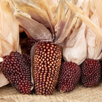 Pofmaïs Strawberry BIO - Ferme de Sainte Marthe