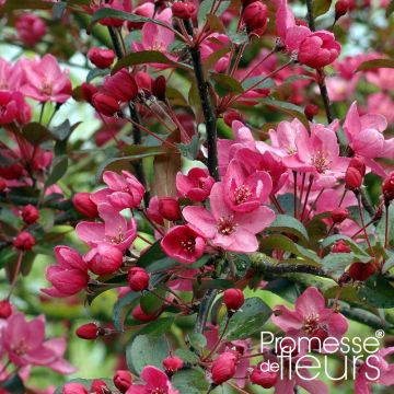 Malus Liset - Sierappel