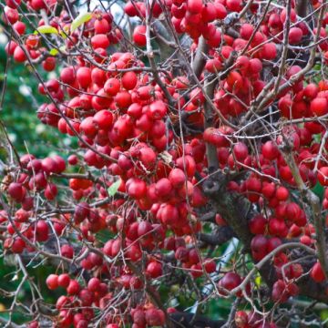 Malus Red Sentinel - Sierappel