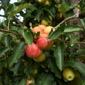 Appelboom Cynamonówka Prążkowana Appelboom Cynamonówka Prążkowana