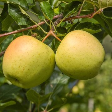 Appelboom Golden Noble Appelboom Golden Noble