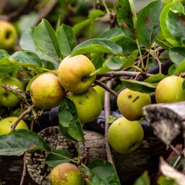 Appelboom Kosztela Appelboom Kosztela