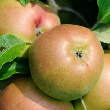 Appelboom Pepina Parkera