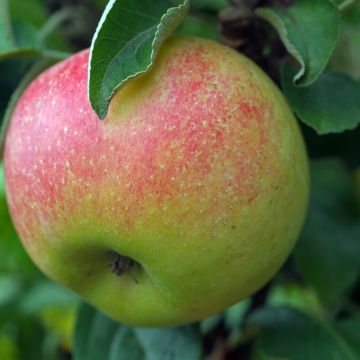 Appelboom Reneta Szampańska