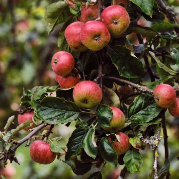 Appelboom Rarytas Śląski