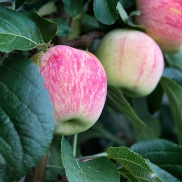 Appelboom Suislepper