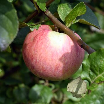 Appelboom Truskawkowe Nietschnera