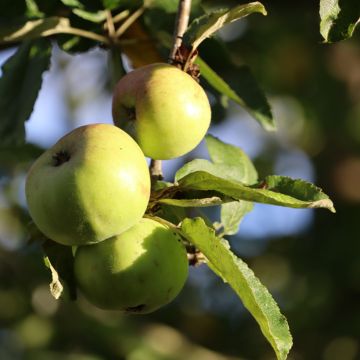 Appelboom Złotka Kwidzyńska Appelboom Złotka Kwidzyńska