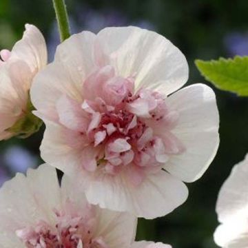 Alcea rosea Freedom - Stokroos
