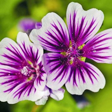 Malva sylvestris Zebrina Blue - Groot kaasjeskruid