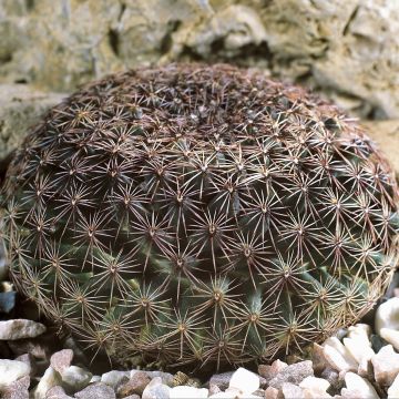 Mammillaria heyderi - Tepelcactus