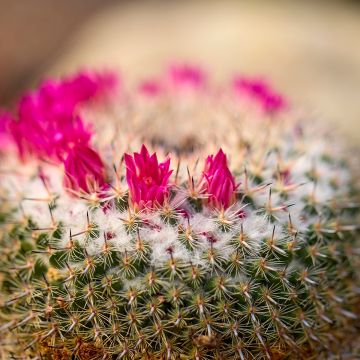 Mammillaria ruestii - Tepelcactus
