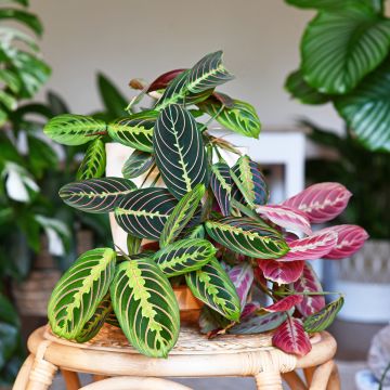 Maranta Tricolor Fascinator - Gebedsplant