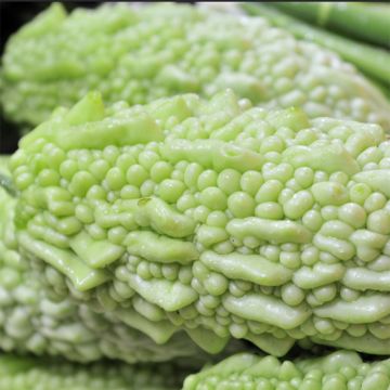 Bittermeloen - Momordica charantia