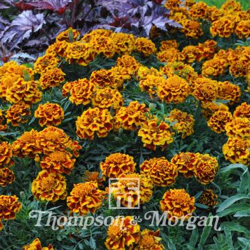 Klein afrikaantje Colossus (zaad) - Tagetes patula