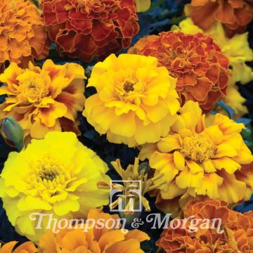 Klein afrikaantje Zenith Mixed (zaad) - Tagetes patula