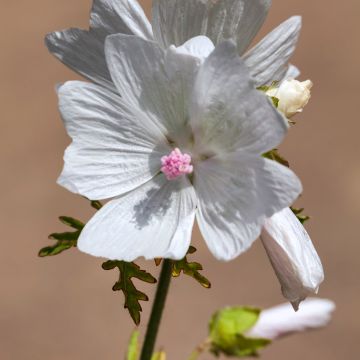 Malva moschata Alba - Muskuskaasjeskruid
