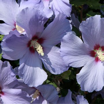 Hibiscus syriacus Azurii - Tuinhibiscus
