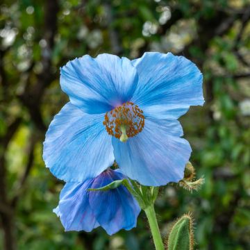 Meconopsis sheldonii Lingholm - Blauwe papaver