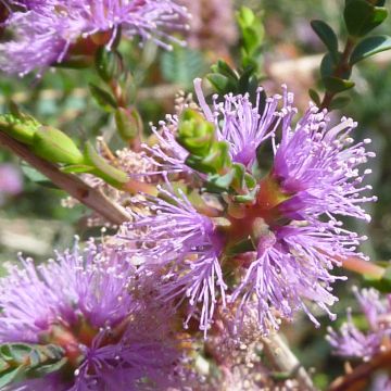 Melaleuca gibbosa - Theeboom
