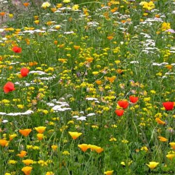 Droogteminnend grasmengsel - Doos voor 25 m²