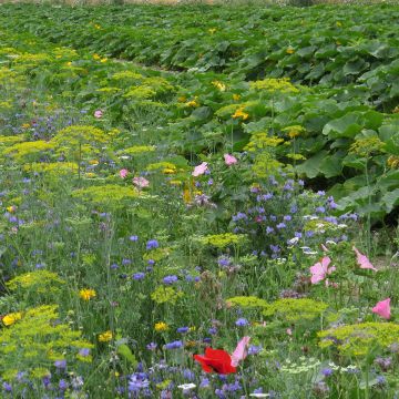 Biologisch bloemenmengsel voor natuurlijke plaagbestrijding in de moestuin