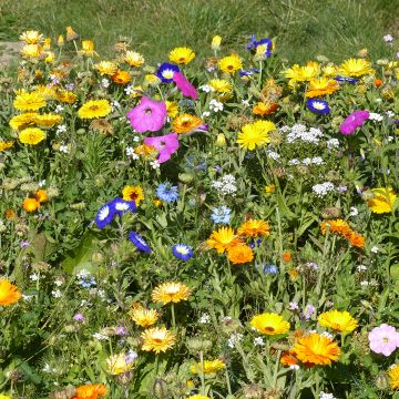 Mengsel van eenjarige en vaste bodembedekkende bloemen, Franse productie