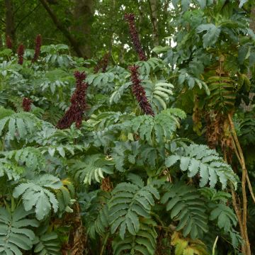 Melianthus major - Grote honingbloem