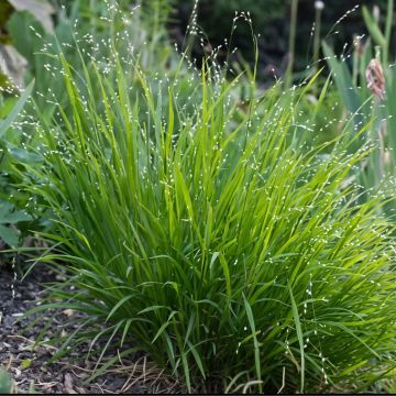 Melica uniflora albida - Eenbloemig parelgras