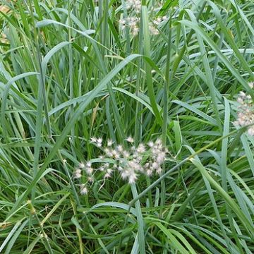 Melinis nerviglumis - Honinggras
