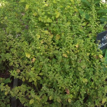 Citroenmelisse - Melissa officinalis