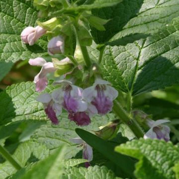 Melittis melissophyllum Royal Velvet - Bijenblad