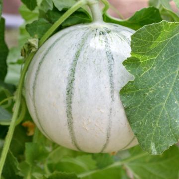 Cantaloupe-meloen Aliénor F1 - Vilmorin