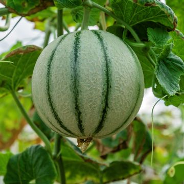 Cantaloupe-meloen Anasta F1 (jonge planten)