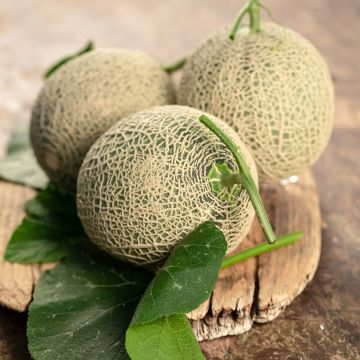 Cantaloupe-meloen Honey Bun F1 (jonge planten)