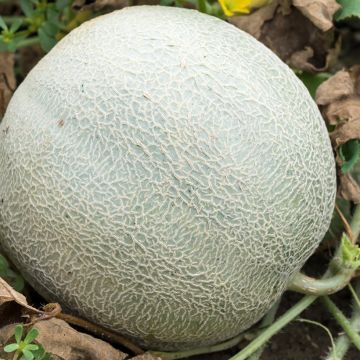 Cantaloupe-meloen Sucrin de Tours BIO - Ferme de Sainte Marthe