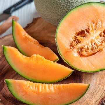 Cantaloupe-meloen Sucrin de Tours Cantaloupe-meloen Sucrin de Tours