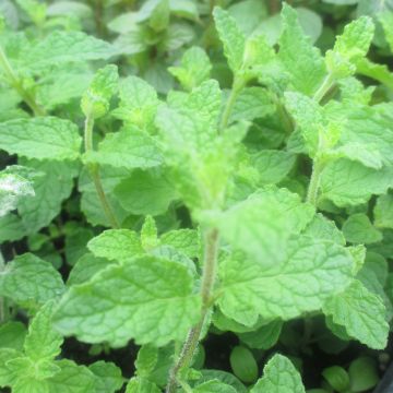 Aardbeienmunt - Mentha arvensis Strawberry