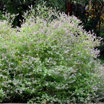 Gattefosse's munt BIO - Mentha gattefossei