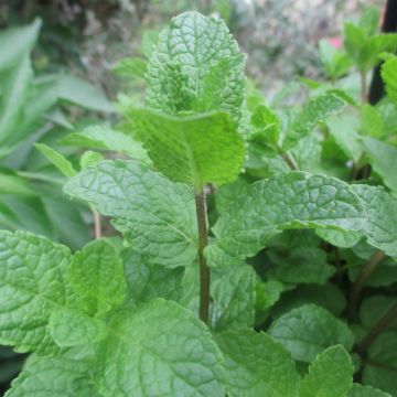 Hertsmunt BIO - Mentha longifolia