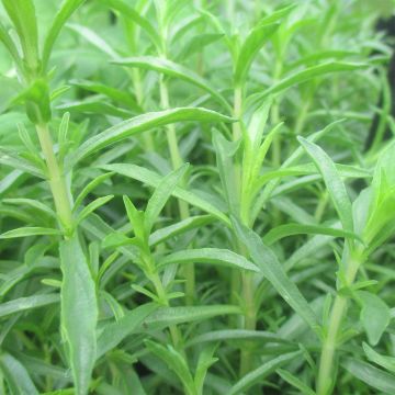 Engelse Watermunt - Mentha cervina Engelse Watermunt - Mentha cervina