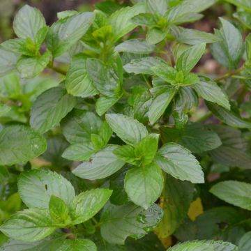 Bergamotmunt BIO - Mentha citrata