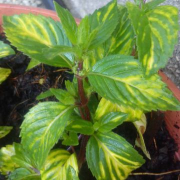 Gembermunt BIO - Mentha gracilis Ginger