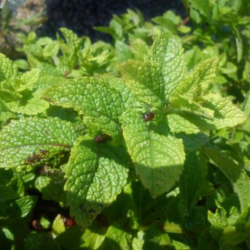 Marokkaanse munt - Mentha spicata Nannah